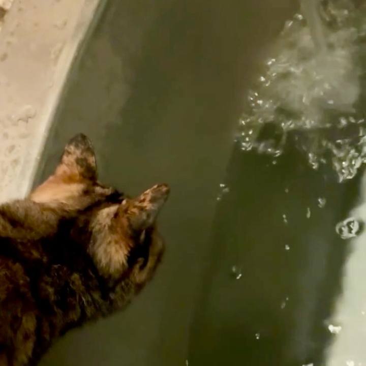 87068ffe 70f2 4352 854a 80e3a475e502 1749845774825