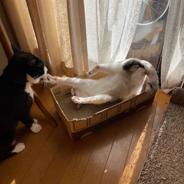 87075cdd bd29 4592 bf87 1257acef9253 1706316167829