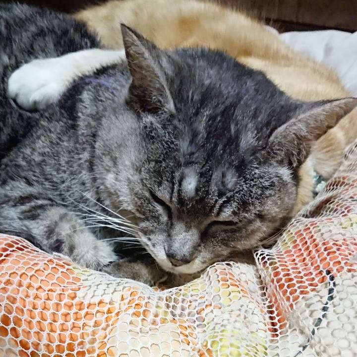 870a48c8 efb1 4242 b8ea 1b7134859631 1585224946567