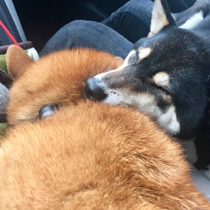 870a9705 9368 4ad4 a44b 10263fab9c14 1553031368299