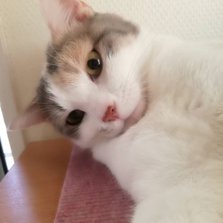 870ebc2c d045 442f b6f6 393b806d316e 1525173248368