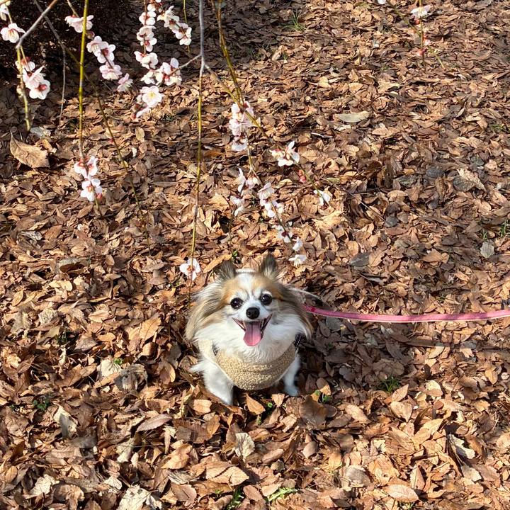 870ff97e ba84 40b5 b8e7 368dfc7eb5c2 1771045539411