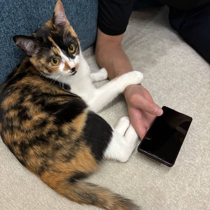 87111898 66f7 4537 81a5 d6c4c4335cb6 1769229396035