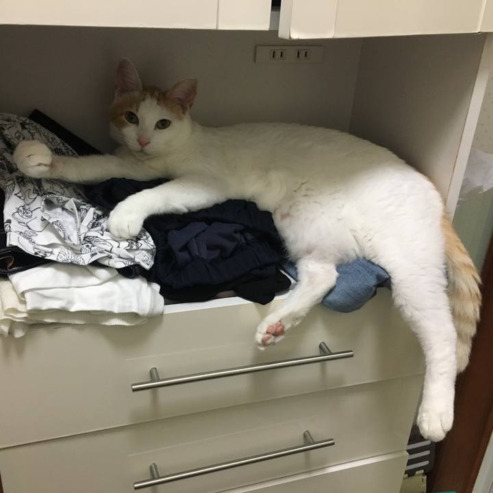 87118631 216d 49b4 a4d6 ea711cbcefb0 1531412148242