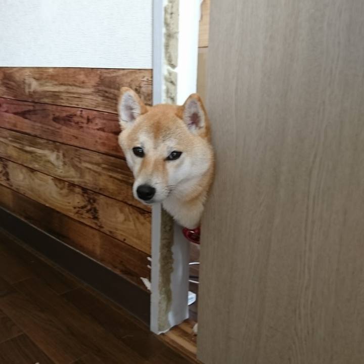 87149bc4 3c06 40a4 b8bb e54152b360fc 1519004483414