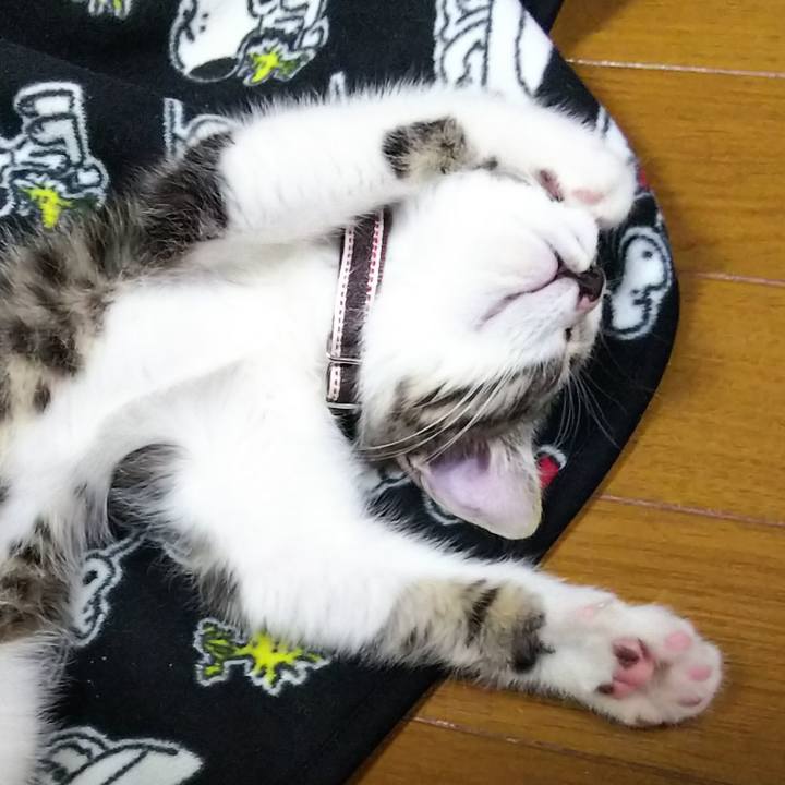 87152a5c 00d1 432b bcee ef9fa8385b0d 1608121344790