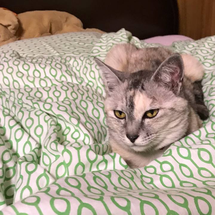 871876fd b54c 44cc af7e f8995f422196 1560426736770