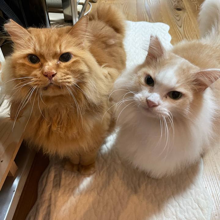 871a0631 fff9 42db 8e73 c413e5b4e34e 1693514646966