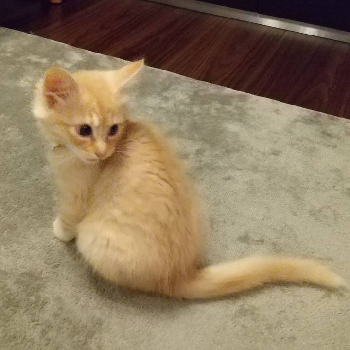 871c4be8 c353 4bfe bcab 272cc148f60d 1604267302980