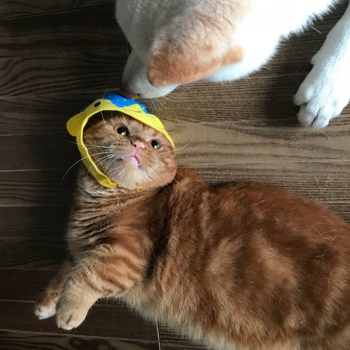 871e51cb f10b 4627 9d3d 0b341c24774b 1534757872808