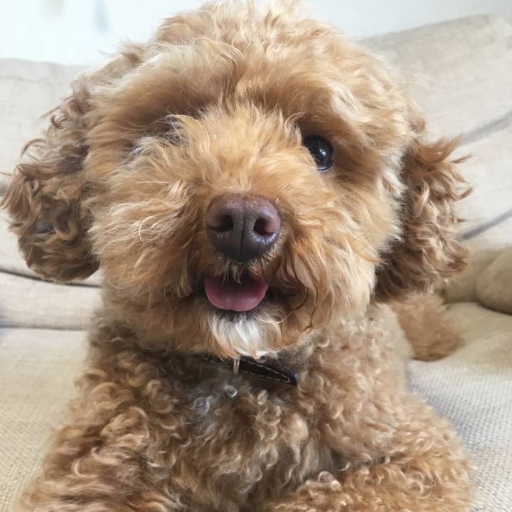 8725f219 a9c4 4d5e 98c8 288705d19273 1524406749071