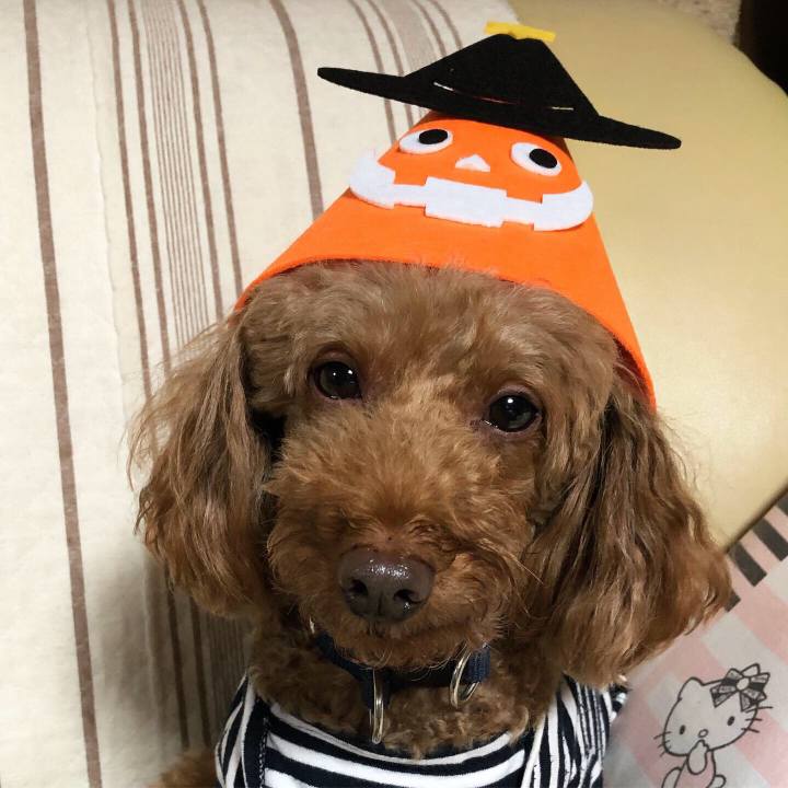 87272fa6 840c 419a b6bf 7f8aa87de18d 1571128501013