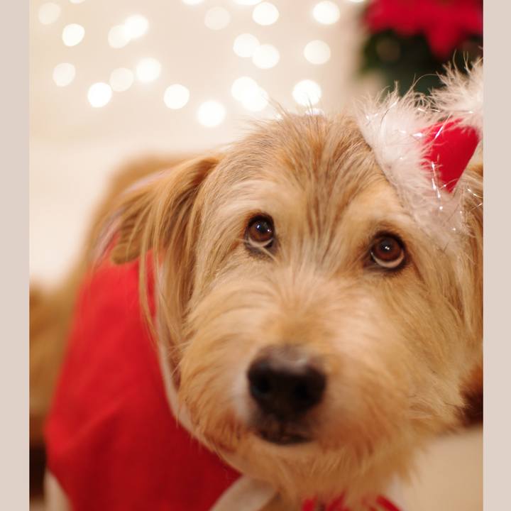 8727e2f8 e2fd 4e00 9cd1 b620799e70b6 1577177032938