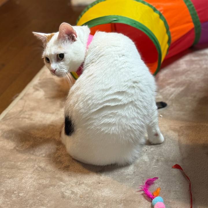 87280c20 40b2 4205 a863 bdabbea1163c 1762950392215