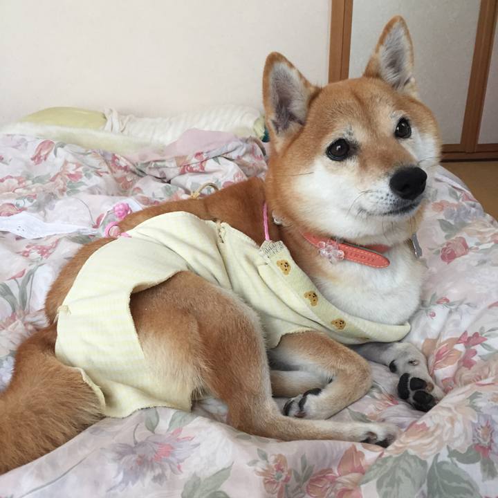 872aaaf4 e86c 4897 9d43 7db5cc1e0aad 1540171661953