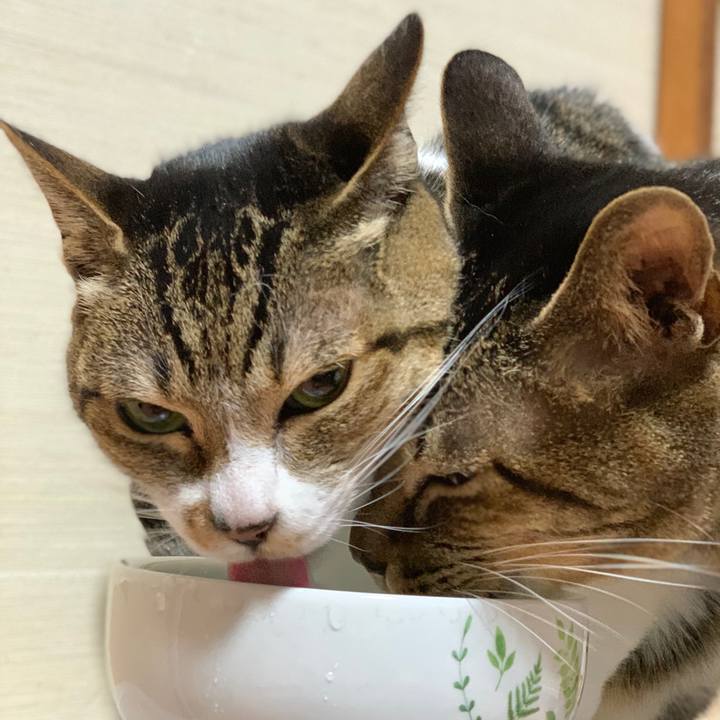 872d528c 654e 4b8b af2b 20a4cf203d23 1586654219547