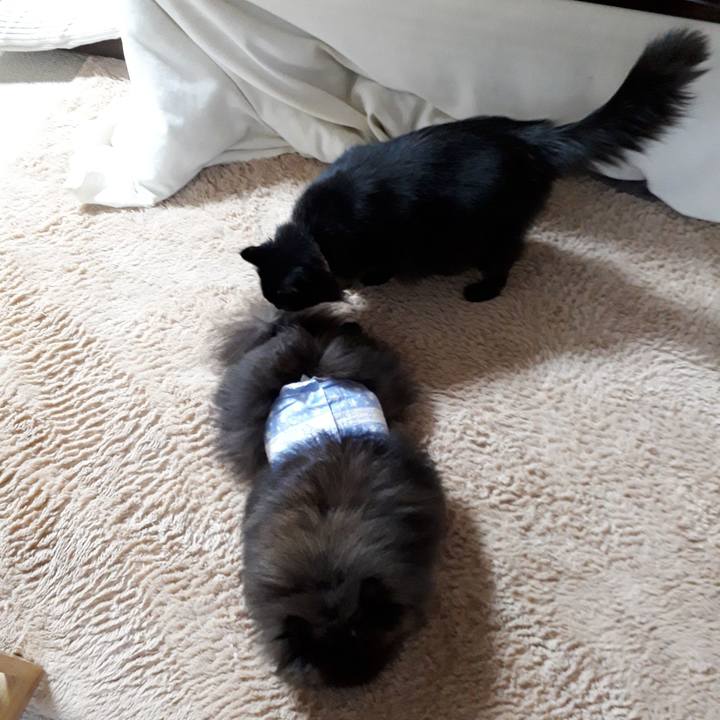 872e24c0 73db 480d b18b a7d4e8925ffa 1521320722911