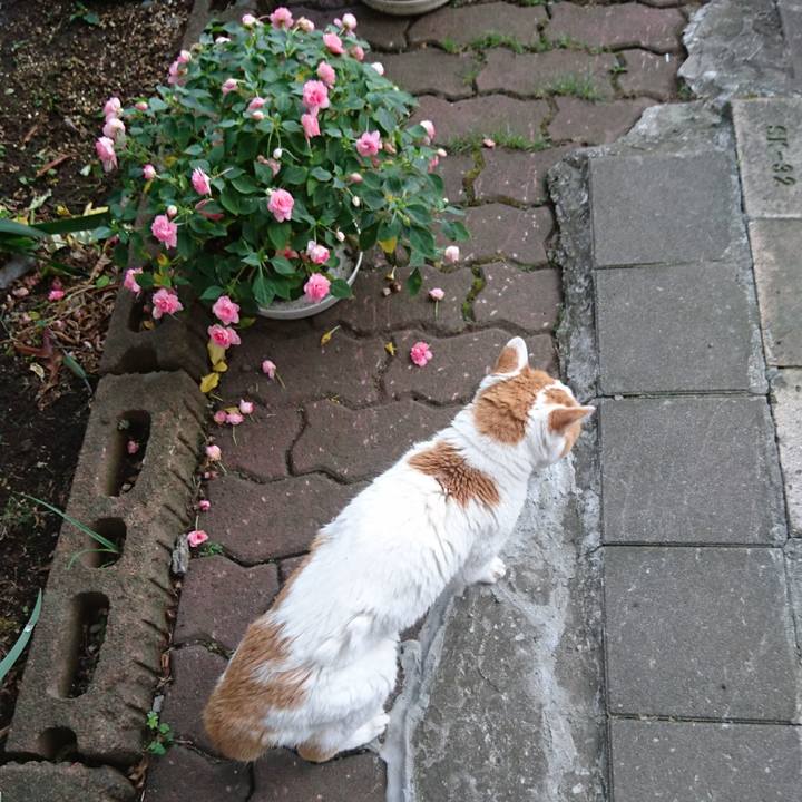 872f1e8c 251f 436d a9d8 33fdf88a5fff 1692503377183