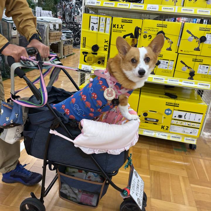 87312232 a158 4785 b6b6 b6740fd742ef 1762679771236