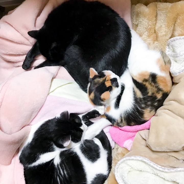 87315ab7 1c80 4921 bf35 29c095cc9092 1513865290644