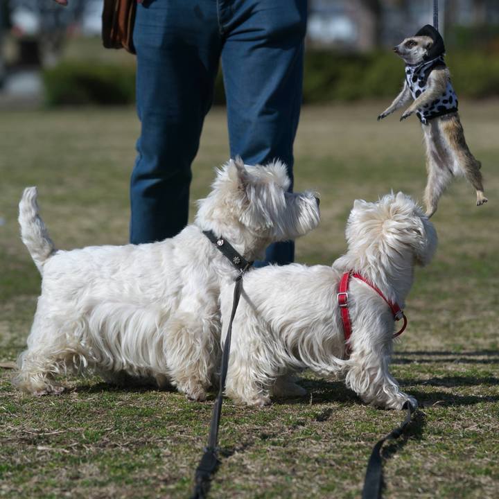 87319161 ddff 4e06 a5cf 481dc6548389 1519995996947