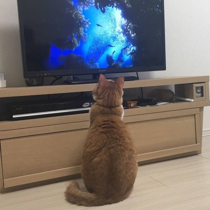 87323c7c 6140 418e 8bd4 ccbde96bb884 1588129689084