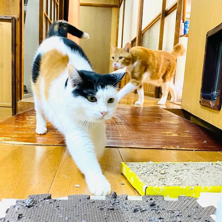 87333874 a2e1 4baf 845f 4b51c7b9ada9 1696939517067