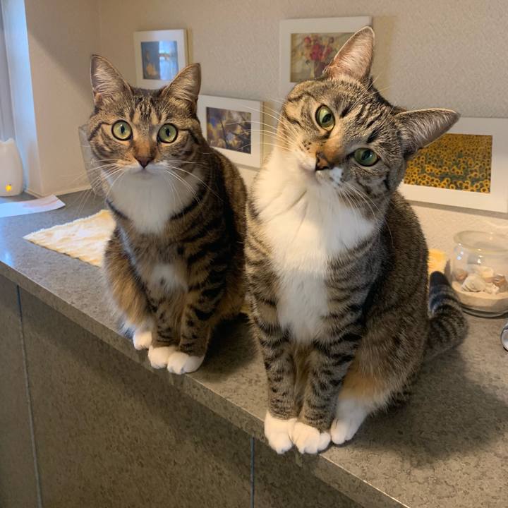 87335d13 8b10 4a54 83b1 2800b54ad8d9 1552876055156