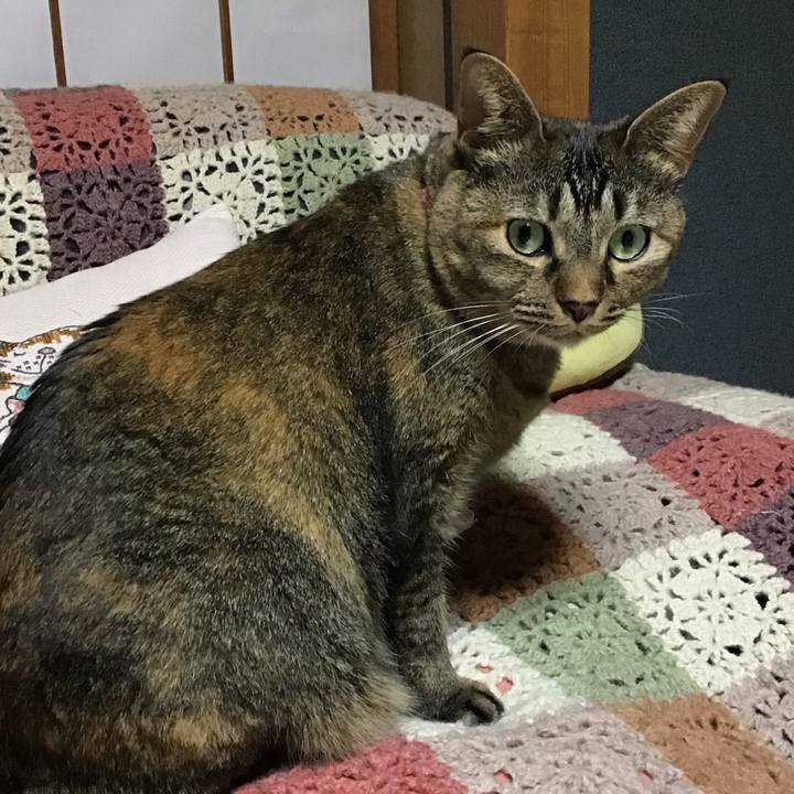 87336f2e 592c 4103 8109 9ebd39808478 1731576756859