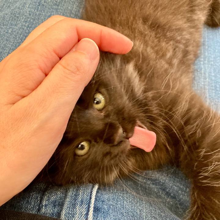 873695c0 5fa4 43df 8bbf a449d90ee439 1698481150518