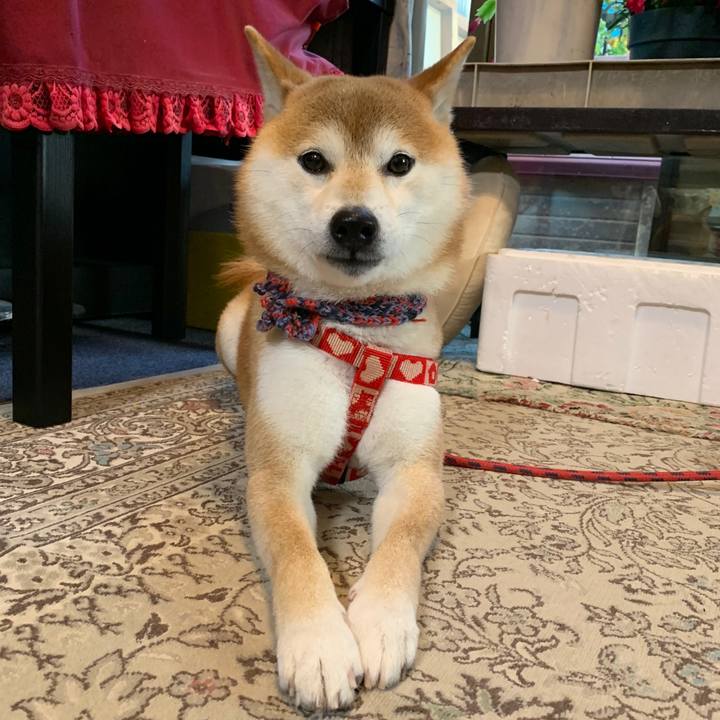 8737a55b 27da 4f91 be5c 1e80e071dda2 1578560234387