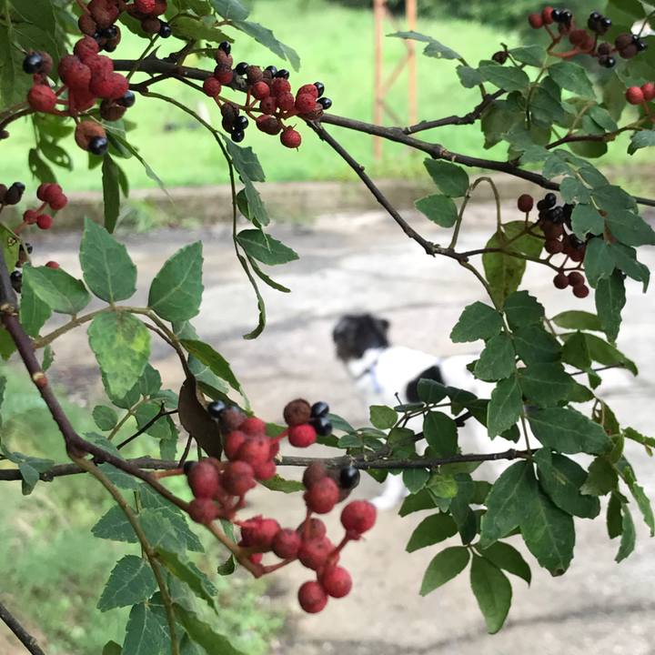 87388880 dc74 480a 9f57 daa57857d8f7 1536926731863