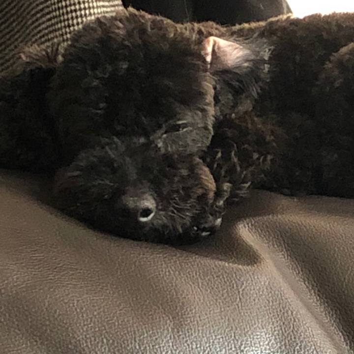 873aacfc 6269 4a57 ba06 9509c9eefb3a 1554527720907