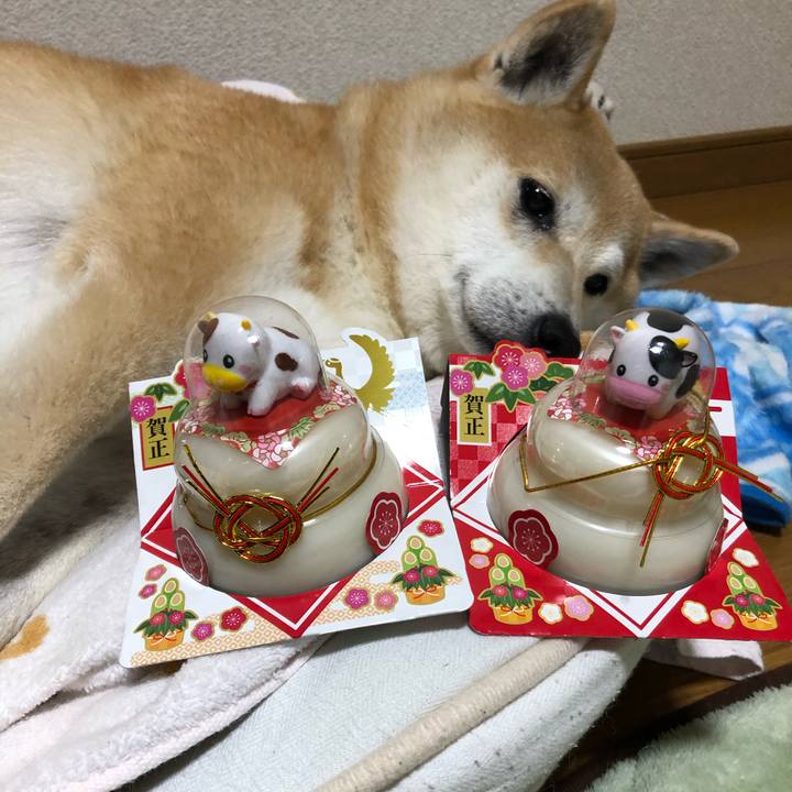 873d159b b629 412f bbba 18d10a0c23f3 1605619602073