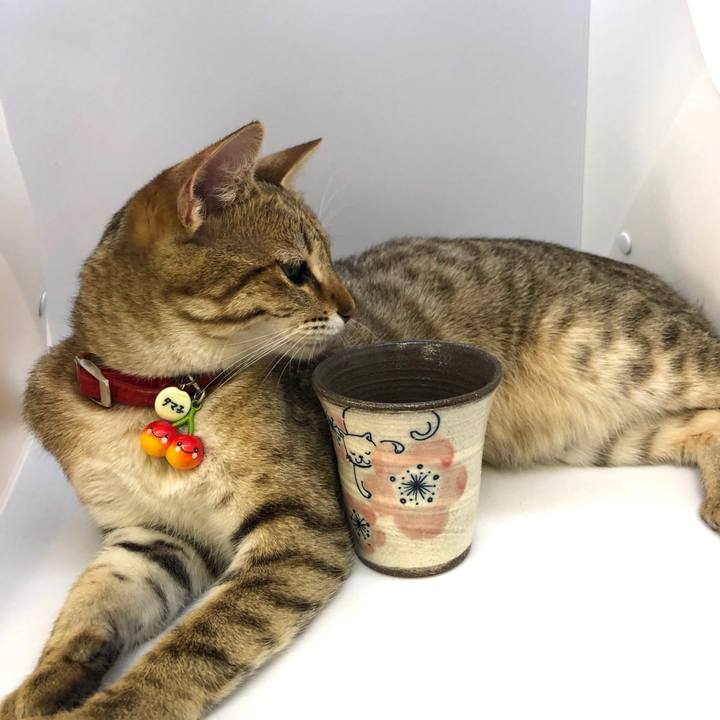 873d4f96 e68c 470d 8771 9931710412c7 1588235579672