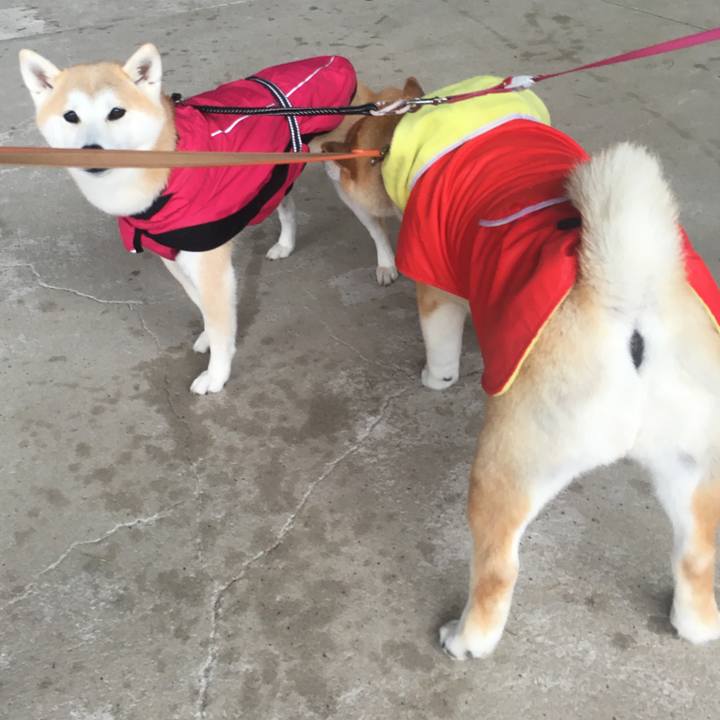 873fa1fb 0b0b 404f a41d 8fe343961c39 1574489944284