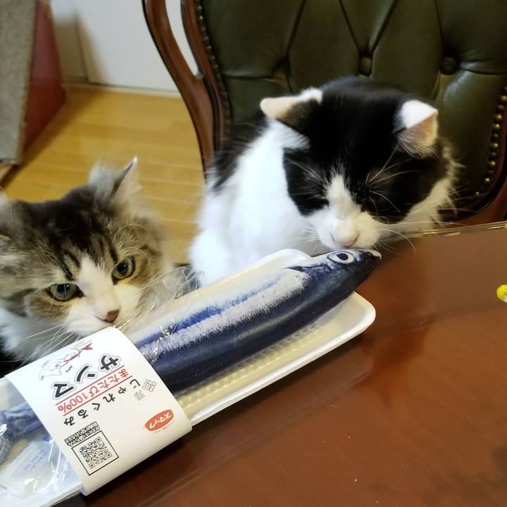 874005ca ff71 488e 9826 d7309e5da398 1559683866524