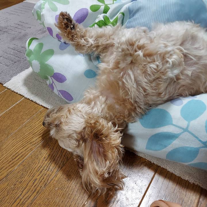 8742ca2d 40b7 460d a95e ea46264ca309 1639104465577