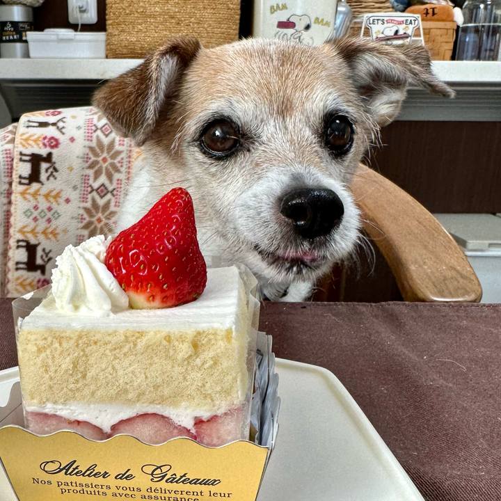 874c4fbb 9efe 4ada 9add b574b95368eb 1676960103943