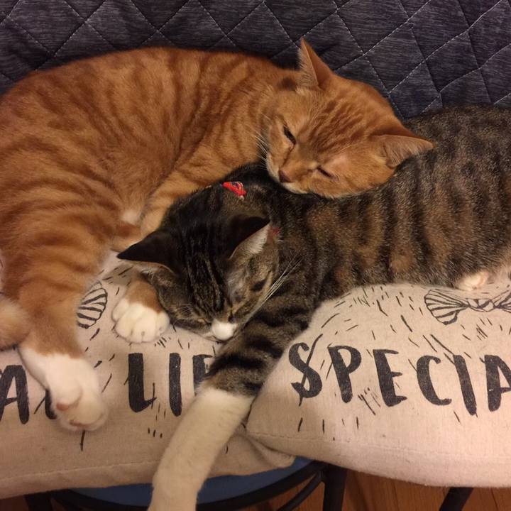 874c6740 c54f 4b0a 8767 8abd14ee39ee 1547271869699