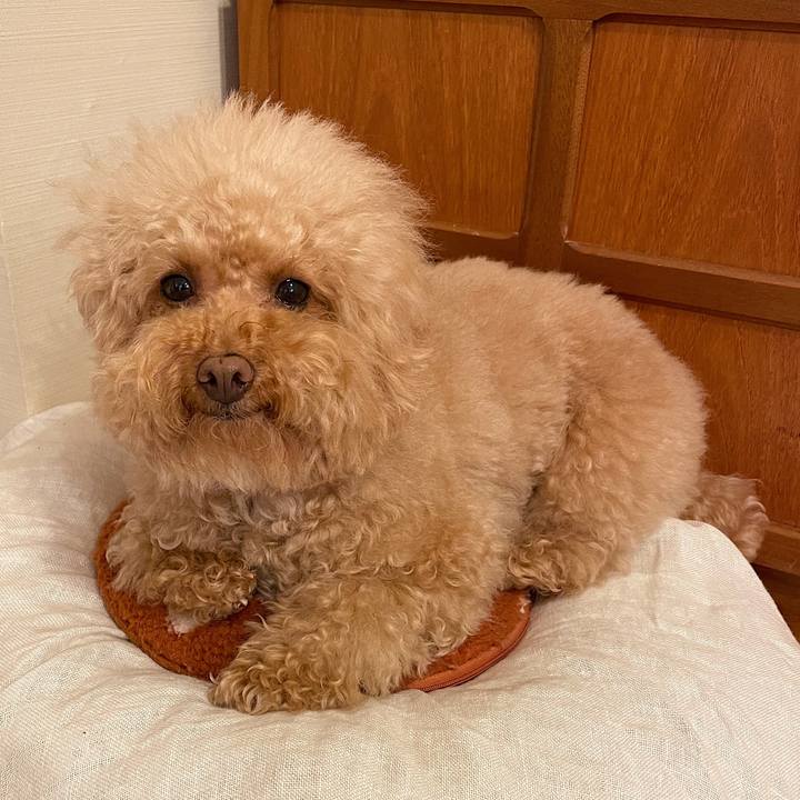 874ceed4 2cee 4d87 958f aabc025a4e1a 1609066561392