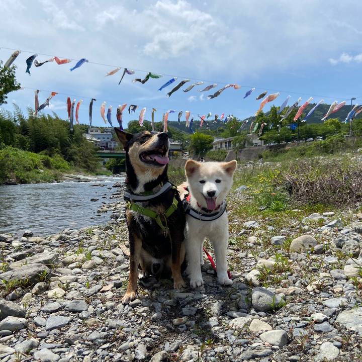 8752c759 4797 4f33 892c 4988d4ab511d 1683293465949