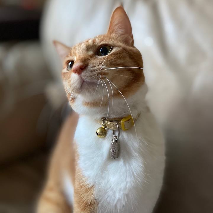 87547f8e f63c 437c 9b08 146f4ff083e8 1595421351407