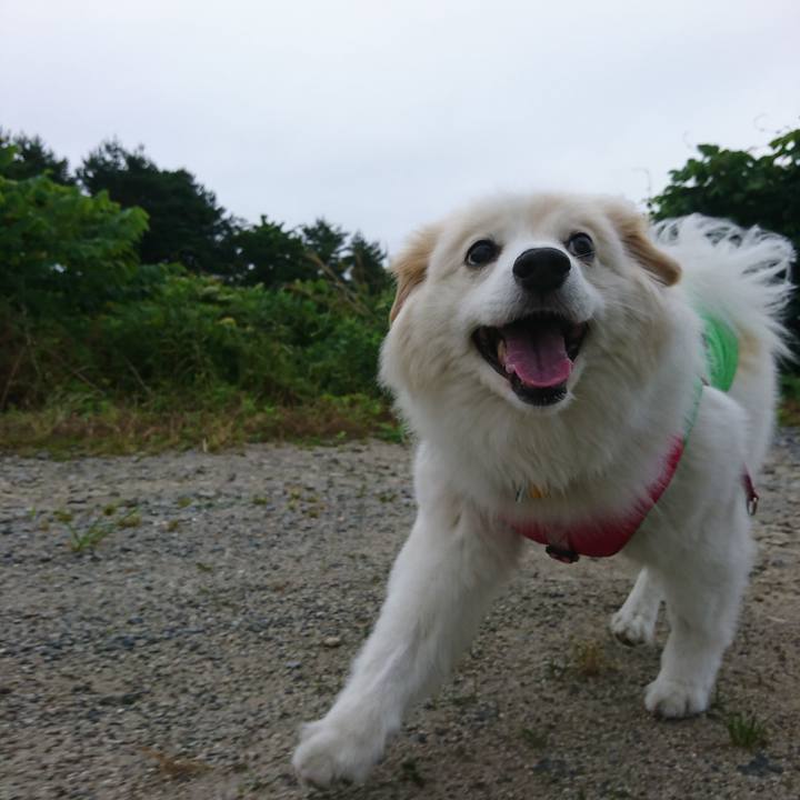 87588c71 a042 4097 b352 b5a400f5f051 1529284468517