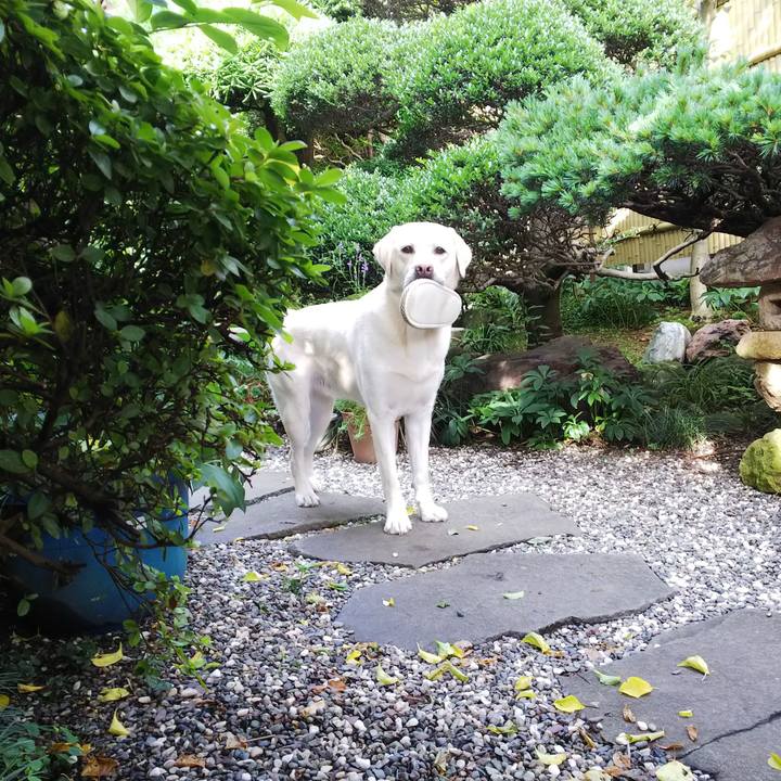 87598f36 2d50 40ce 9cf9 ccd350f8aecf 1529825918260