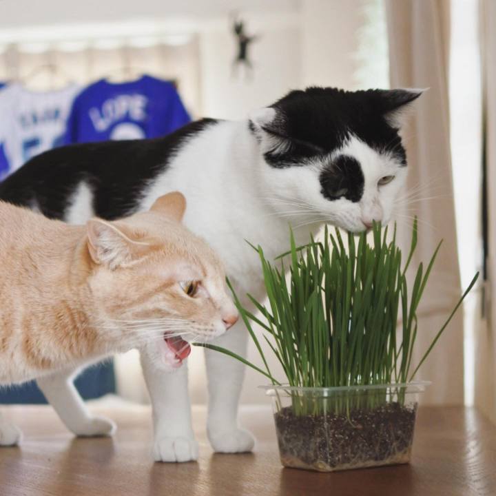 875d1db7 28f6 47c2 a773 5051e37ea5ce 1590496796143