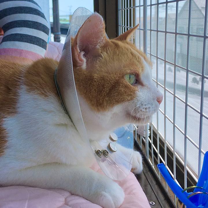 87641a83 7a9f 4940 8174 dc4b15e8e098 1591768797609