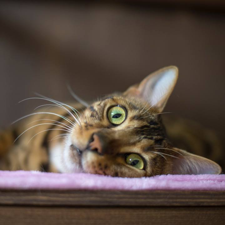 8765e2fa bf67 4365 9bd9 da70456fa0ef 1521730516479