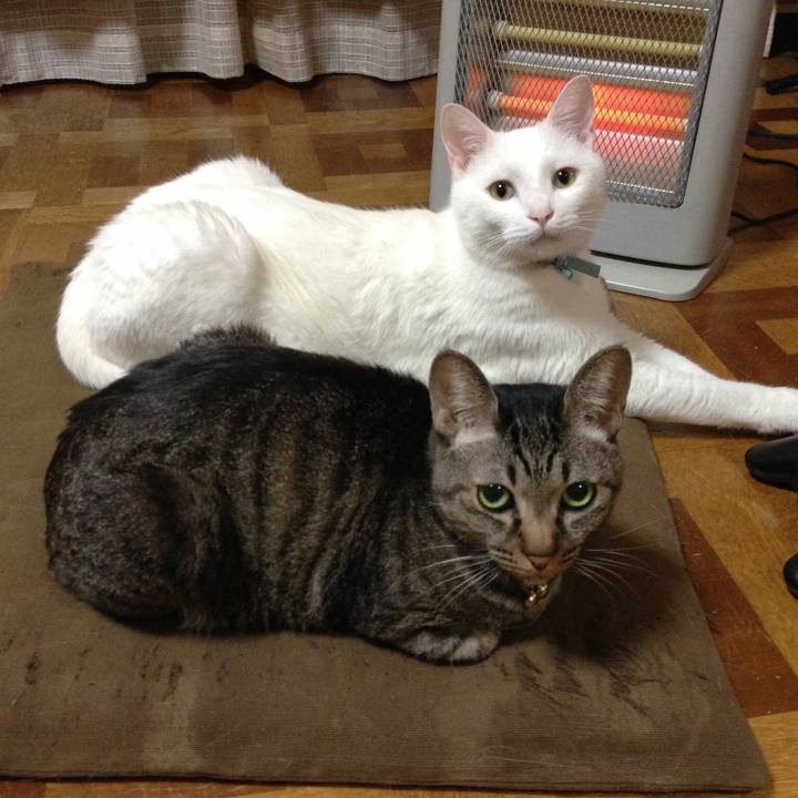 8767e2f0 e2b3 4e75 8ece 1fa496923b59 1545903101429