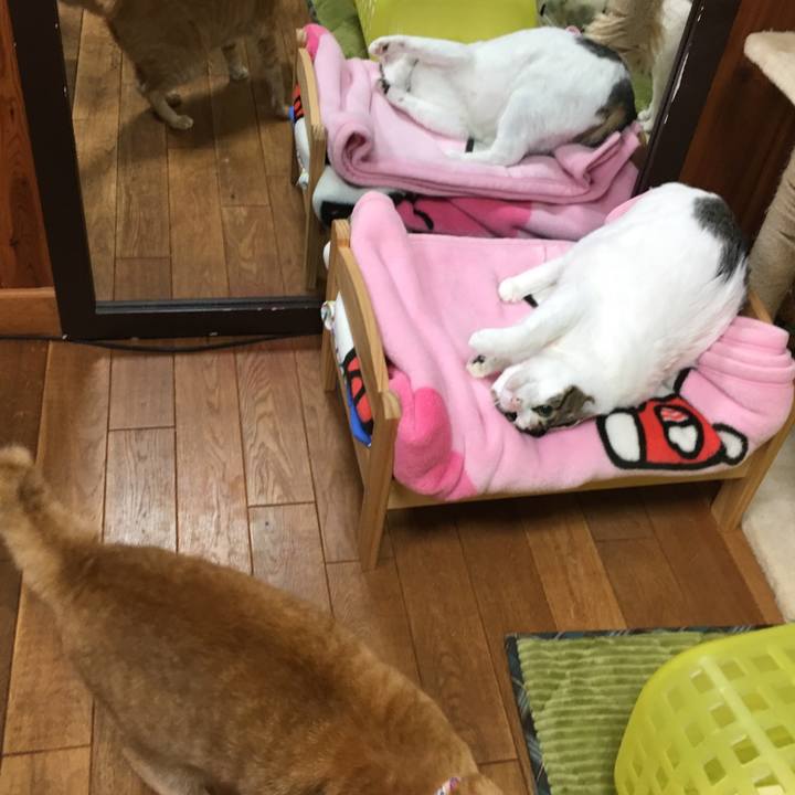 876b52cb 12ff 4376 9a0e 206b633ec948 1549718069422